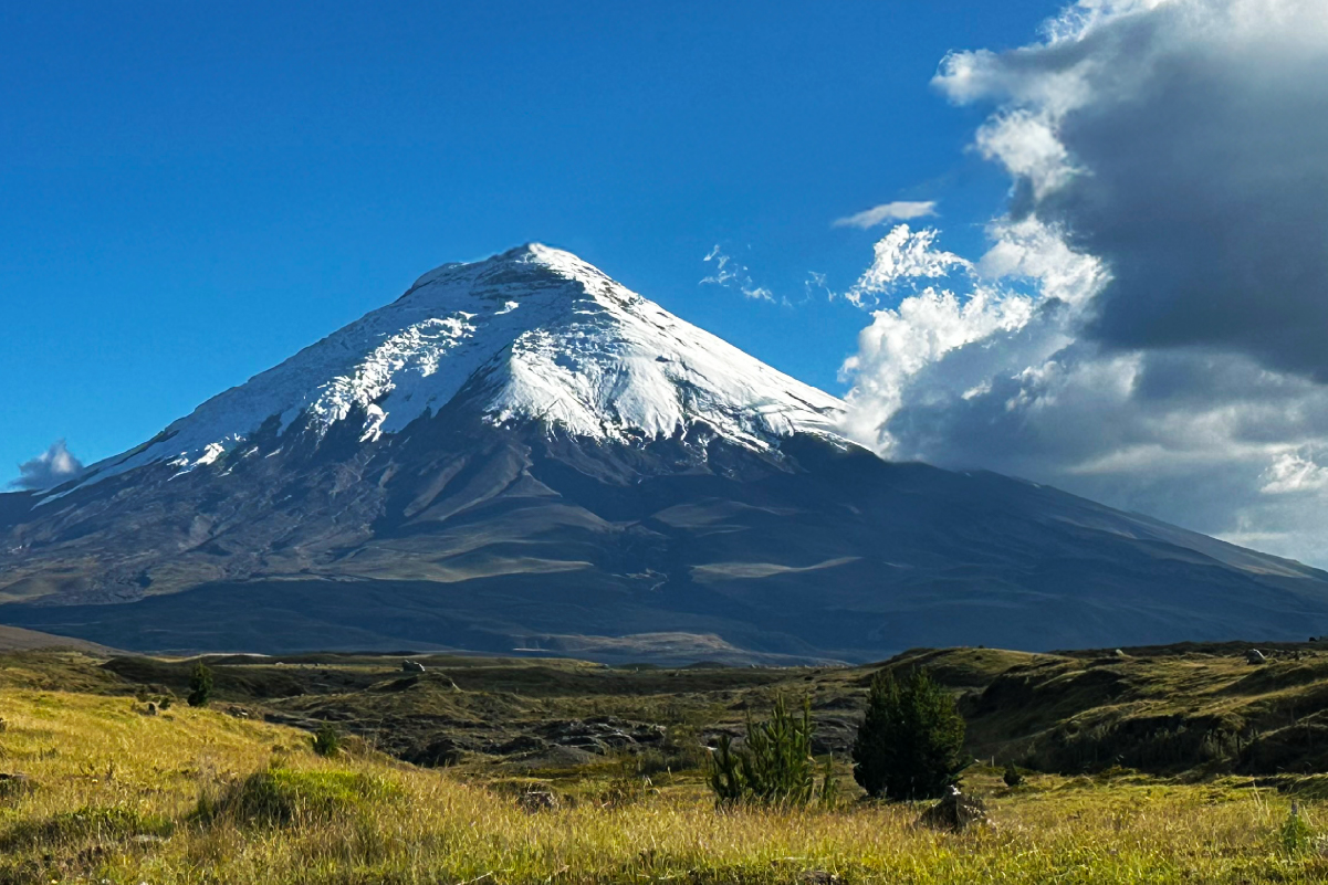 Andean forests