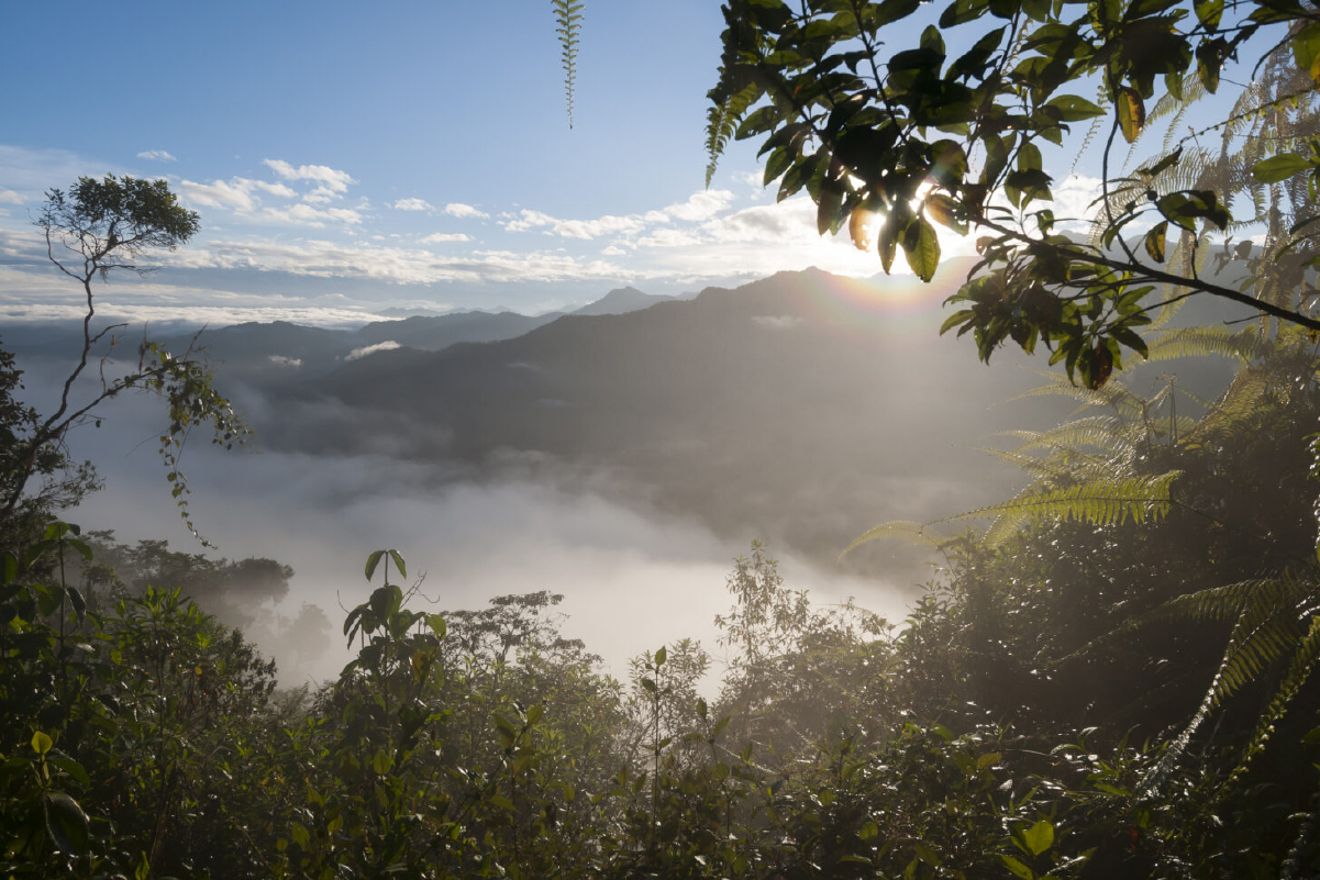 Cloud forests