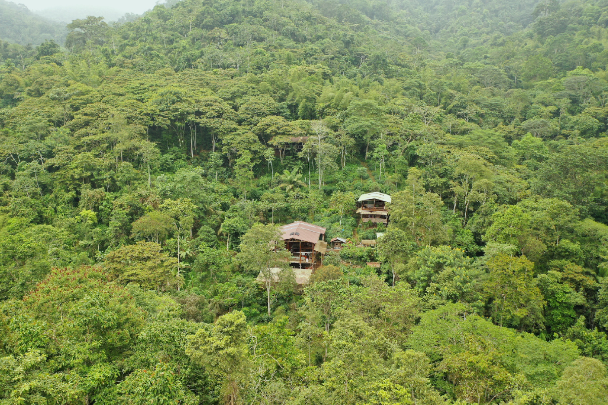 Dry forests