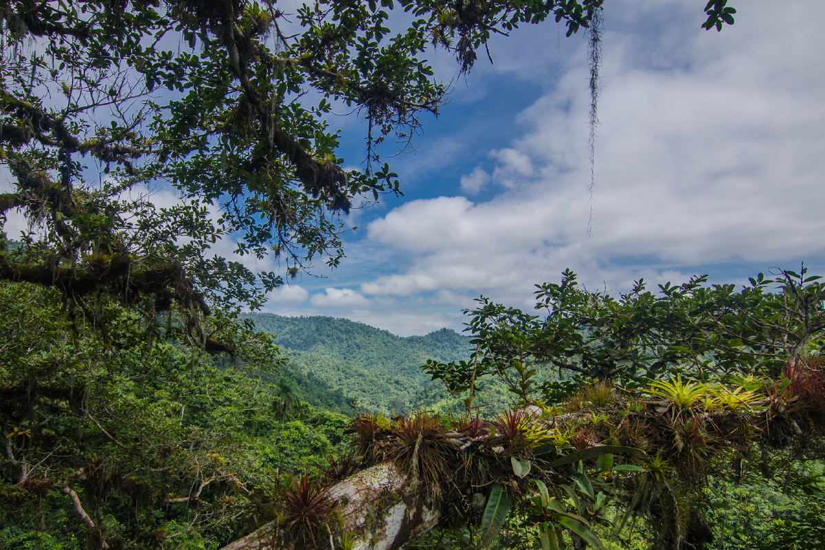 Tropical forests